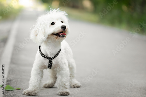 cute white dog maltese close up