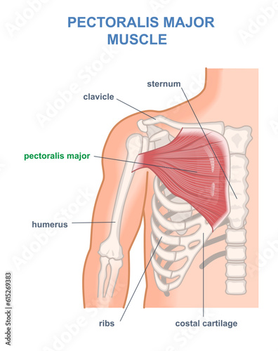 Valokuva Pectoralis major muscle diagram