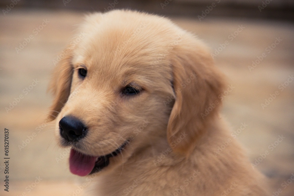 Cachorro Cachorro