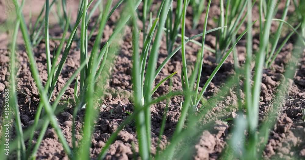 the harvest of green onions growing in the beds, green onions on the field in the spring season the harvest of green onions growing in the beds, green onions on the field in the spring season