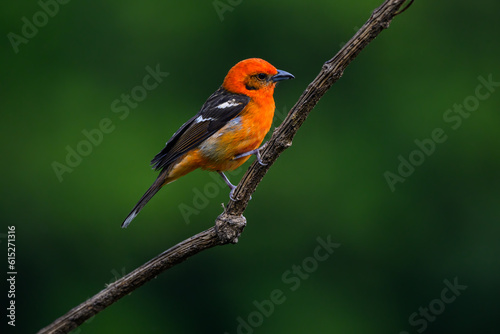 Male Flame-colored Tanager on branch against green background, portrait