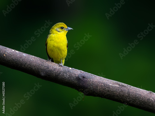 Female Flame-colored Tanager on branch against green background, portrait