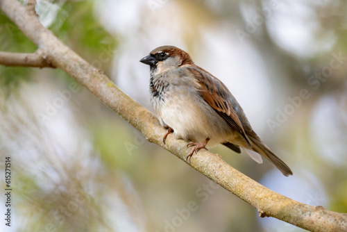 Brazilian House Sparrow (Passer domesticus) perched on a log with a green background