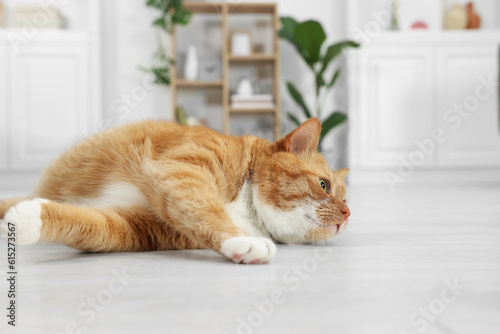 Cute ginger cat lying on floor at home