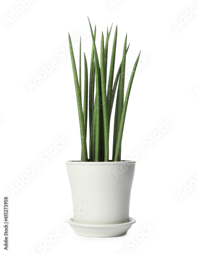 Pot with Sansevieria plant isolated on white. Home decor