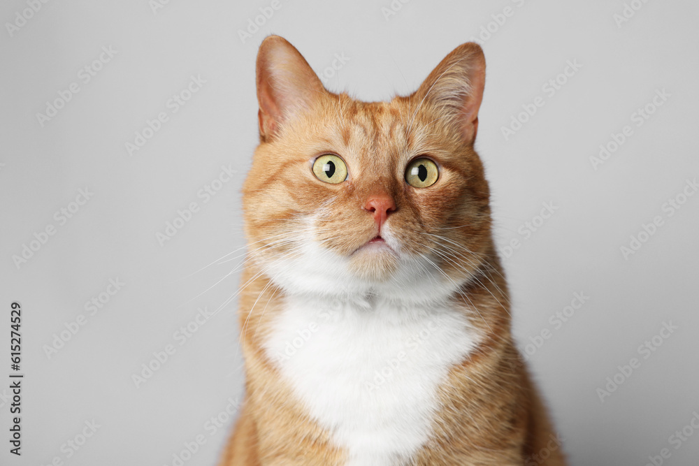 Cute ginger cat on light grey background. Adorable pet Cute ginger cat on light grey background. Adorable pet