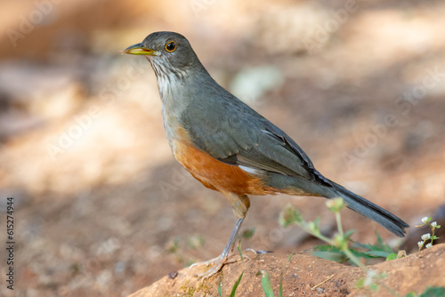 Picture of a beautiful Rufous-bellied Thrush in the feeder! (Turdus rufiventris ) know as 