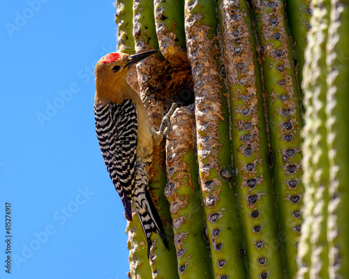 Photograph of a Gila Woodpecker