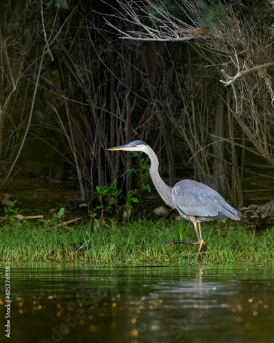 Photograph of a Great Blue Heron hunting.