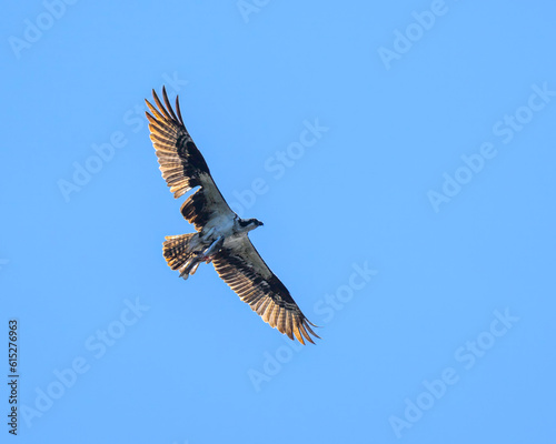 Photograph of a Osprey in flight with a fish. © Christopher
