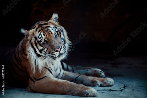 Rare Sumatran Tiger  Captivating Wildlife Photography
