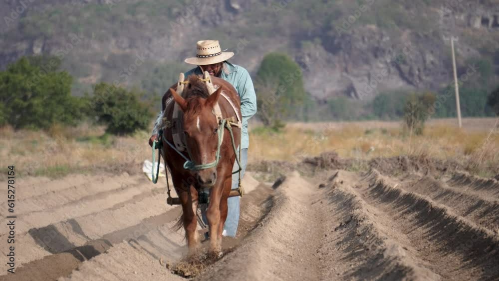 Mexican peasant farmer sowing amaranth while plowing the land with a horse