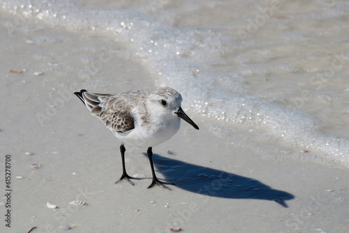 sanderling on the beach photo