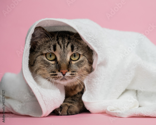 Fototapeta Naklejka Na Ścianę i Meble -  Striped cat wrapped in a white towel on a pink background. 