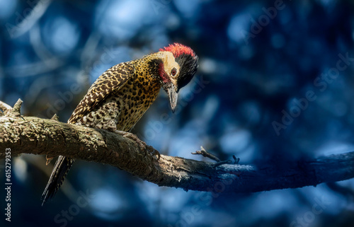 Hermoso pájaro carpintero real posado en el tronco de un árbol, mirando hacia abajo. Con fondo azul.