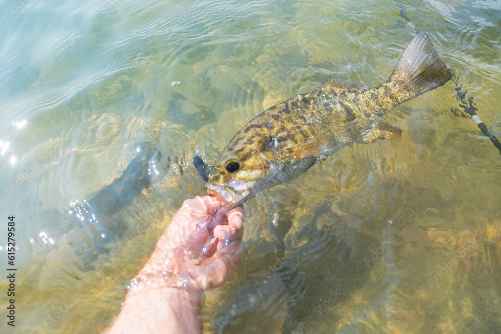 Holding smallmouth bass summer lake shore fishing, perfect day, catching fish, copy space graphic resources, clear water natural bright summer light