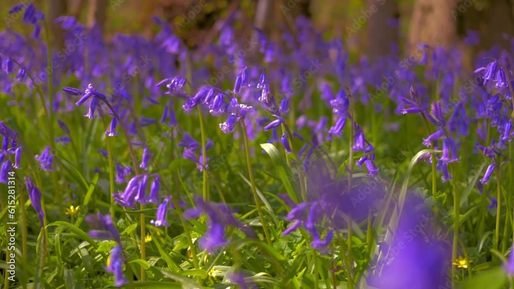 close up sunny bluebell flowers, tracking left, right then static, moving in breeze