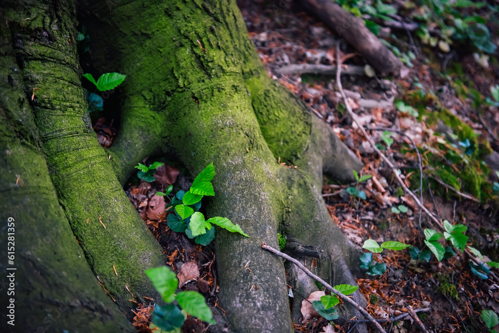 Huge roots of the European beech tree covered with tender spring moss ...