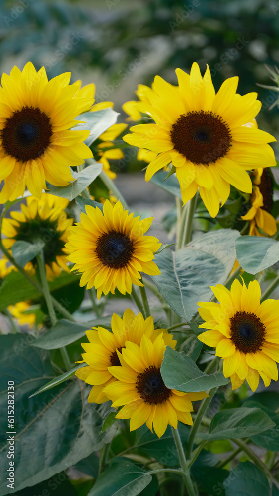 畑に咲いた満開のひまわりの花 畑に咲いた満開のひまわりの花
