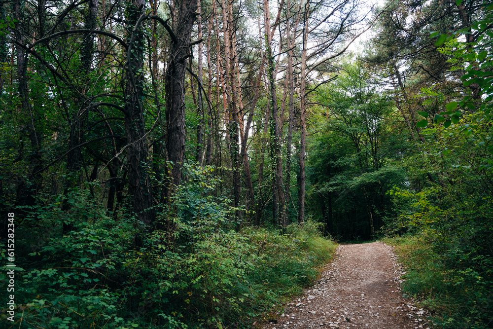 pilgrim trail through the forest to santiago, spain