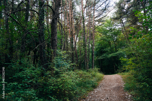 pilgrim trail through the forest to santiago  spain