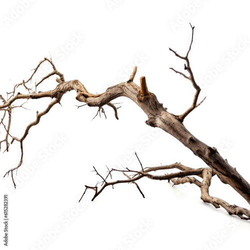 Nature's Delicate Decay: Dead Branch on Pure White Background