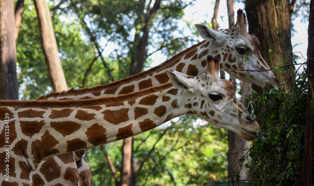 A very long and patterned giraffe's neck in the forest. A very long and patterned giraffe's neck in the forest.
