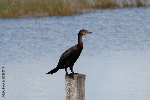 double crested cormorant