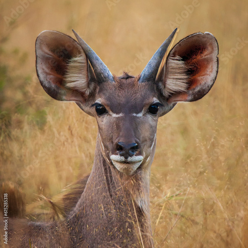 Juvenile Kudu with its big ears keeping alert for potential predators.