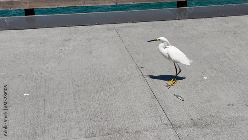 Snowy egret and a fish at the Balboa Pier in Newport Beach, Southern California