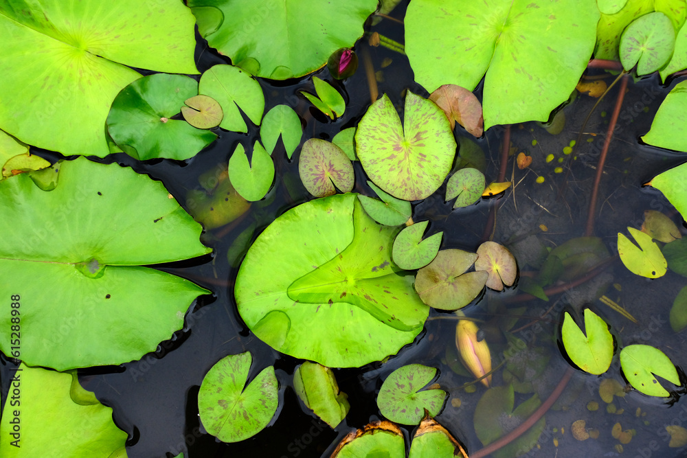water lily in the pond water lily in the pond