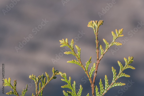 Thuja occidentalis white cedar leaf close up outdoor