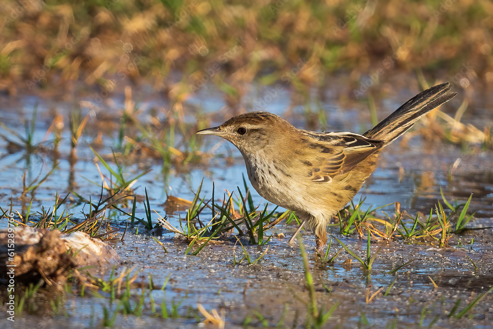 Little grass bird frolicking in the water at Bowra station near Cunnamulla Queensland Little grass bird frolicking in the water at Bowra station near Cunnamulla Queensland