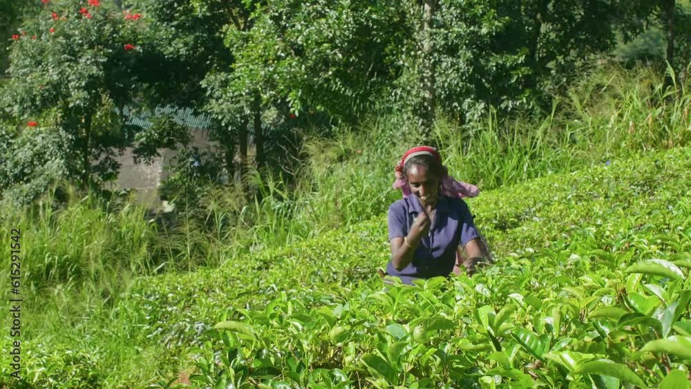 Asian smiling woman picks fresh tea leaves works at plantation. Female farm worker collects tea foliage from lush shrubs. Harvests tea from green bushes at farmland. Agriculture, peasant hand work. Asian smiling woman picks fresh tea leaves works at plantation. Female farm worker collects tea foliage from lush shrubs. Harvests tea from green bushes at farmland. Agriculture, peasant hand work.