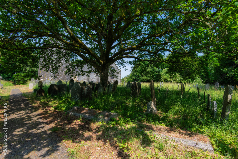 Fototapeta premium The Cemetery Tree.