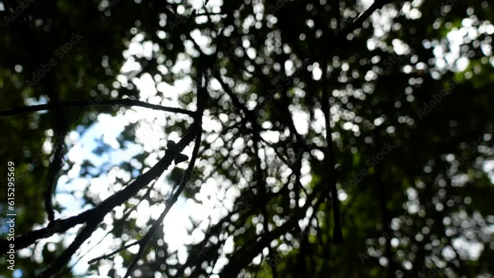 Light peaks through the leaves to shine against a shakey brach hanging from the treetops Light peaks through the leaves to shine against a shakey brach hanging from the treetops
