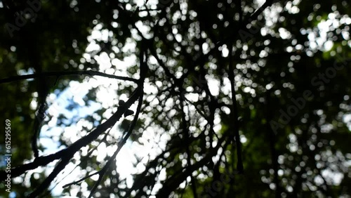 Light peaks through the leaves to shine against a shakey brach hanging from the treetops photo