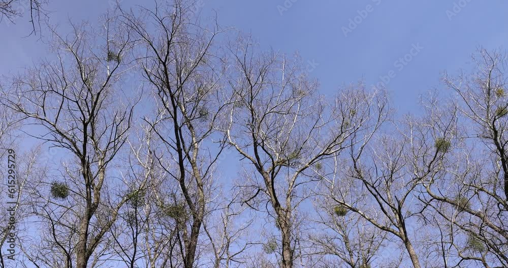 Bare trees in sunny spring weather, bare deciduous trees without foliage on a bright sunny day in spring Bare trees in sunny spring weather, bare deciduous trees without foliage on a bright sunny day in spring
