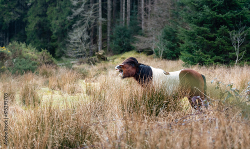 Horse Laugh.