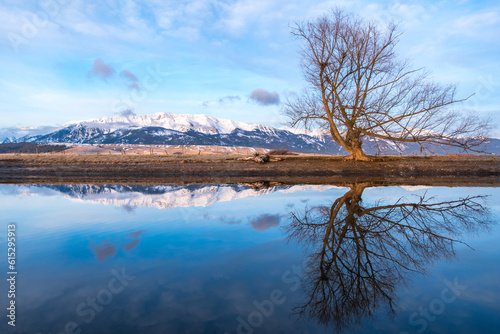 Tree Reflection In Wintry Lake