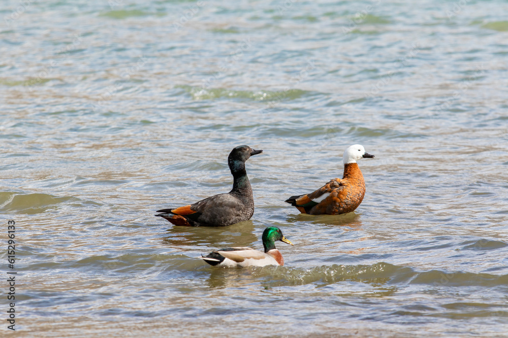 couples of paradise shelduck and male mollard duck floating on shallow water of lake wanaka southland new zealand couples of paradise shelduck and male mollard duck floating on shallow water of lake wanaka southland new zealand