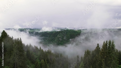 Aerial view above mountain valley with pine tree forest in misty morning, Transylvania, Romania photo