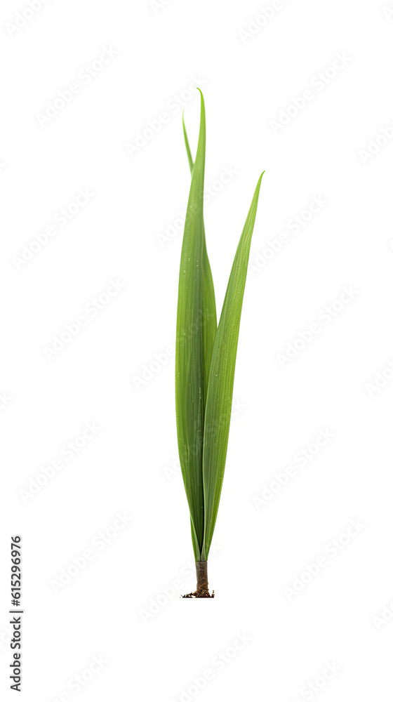 Fototapeta premium Pure and Delicate: Grass Sprout on Clean White Background