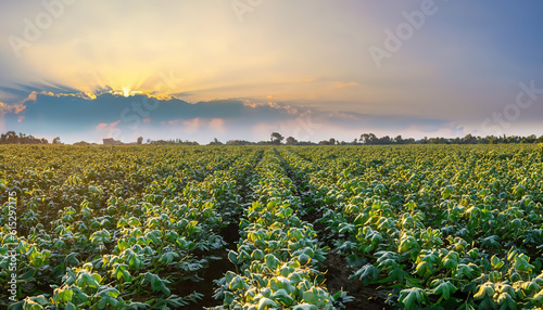 Cottons fields and blue sky with clouds, orn seedlings on a large, agricultural field, Watering plantation landscape of green carrot bushes. European organic farming. Growing food on the farm. Agroind