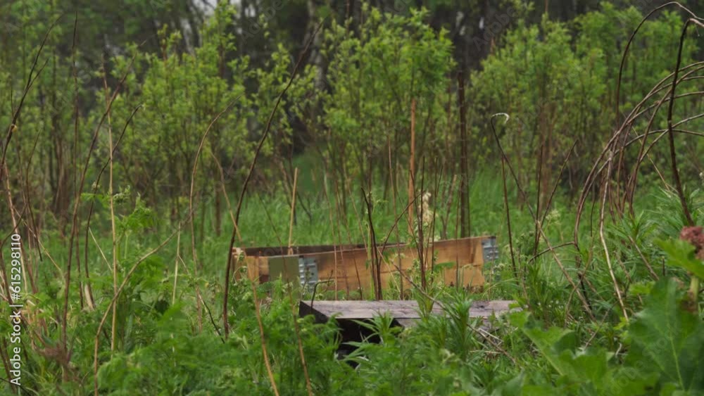 Wooden Planting Box In The Wilderness. sliding shot Wooden Planting Box In The Wilderness. sliding shot