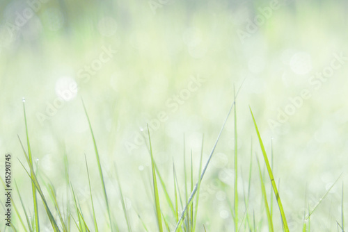 Closeuo on soft background of green grass
