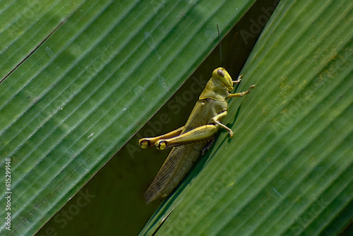 Green grasshopper perched on banana leaves