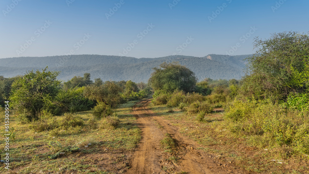 The dirt road for safari winds and goes forward. There is green grass on the roadsides, thickets of bushes and jungle trees. Mountains against the blue sky. Sariska National Park. India.
