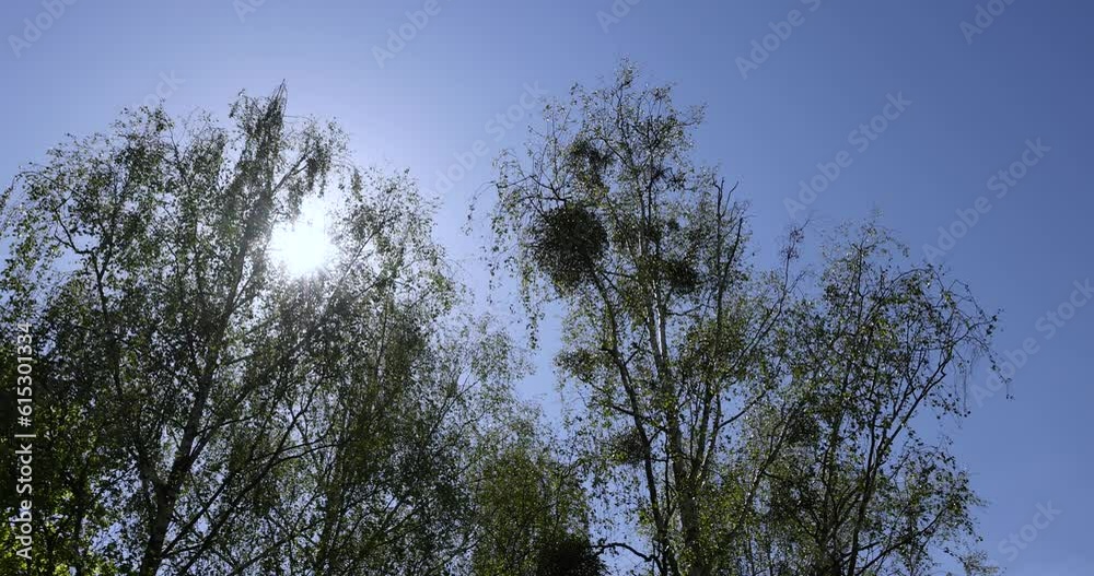 deciduous trees in the spring season in sunny weather, tall trees with green foliage in the spring season deciduous trees in the spring season in sunny weather, tall trees with green foliage in the spring season
