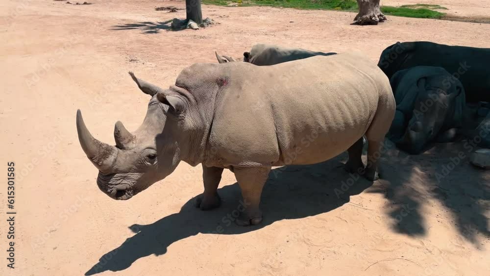 Panning right view of several Rhinos laying together in the shade at the San Diego Safari Park Zoo.